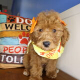 Juniper Miniature Goldendoodle 02