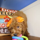 Juniper Miniature Goldendoodle 03