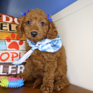 Marigold Miniature Goldendoodle 01