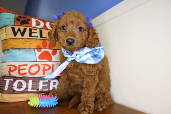 Marigold Miniature Goldendoodle 01