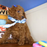 Marigold Miniature Goldendoodle 02