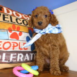 Marigold Miniature Goldendoodle 04