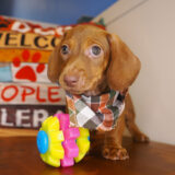 Monty Miniature Dachshund 01