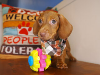 Monty Miniature Dachshund 01