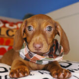 Monty Miniature Dachshund 02