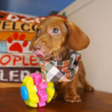 Monty Miniature Dachshund 04