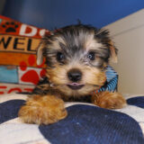 Murray Yorkshire Terrier 01