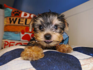 Murray Yorkshire Terrier 01