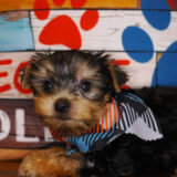 Murray Yorkshire Terrier 02