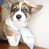 Pebble Pembroke Welsh Corgi 01