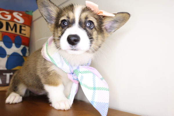 Pebble Pembroke Welsh Corgi 01