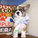 Pebble Pembroke Welsh Corgi 02