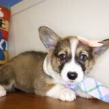 Pebble Pembroke Welsh Corgi 04