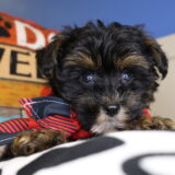 Shore Yorkiepoo 02