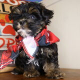 Shore Yorkiepoo 03