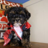 Shore Yorkiepoo 04