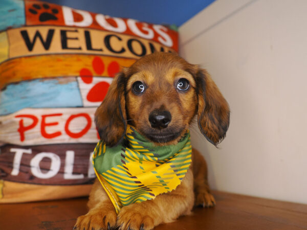 Truman Miniature Dachshund 01