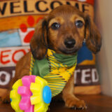 Truman Miniature Dachshund 02