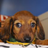 Truman Miniature Dachshund 03