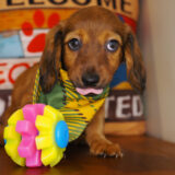 Truman Miniature Dachshund 04