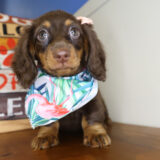 Bella Miniature Dachshund 01