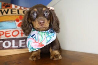 Bella Miniature Dachshund 01