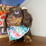 Bella Miniature Dachshund 02