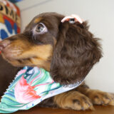 Bella Miniature Dachshund 03