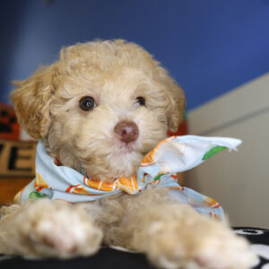 Elio Miniature Poodle 01