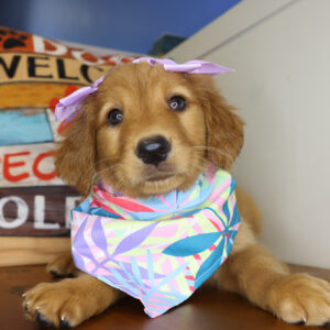 Jasmine Golden Retriever 01