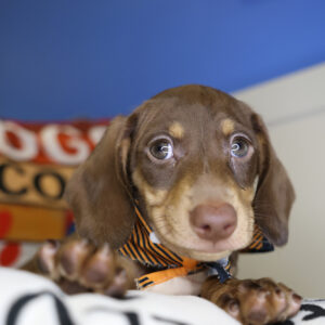 Marion Miniature Dachshund 01