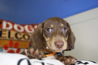 Marion Miniature Dachshund 01