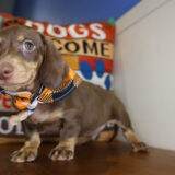 Marion Miniature Dachshund 02