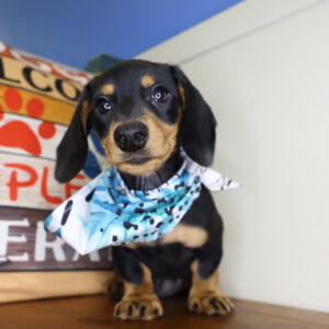 Pumba Miniature Dachshund 01