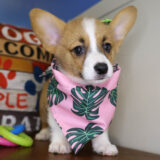 Zoe Pembroke Welsh Corgi 01