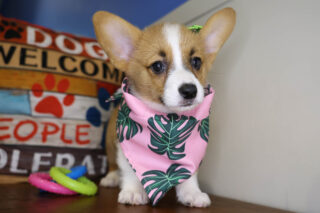 Zoe Pembroke Welsh Corgi 01