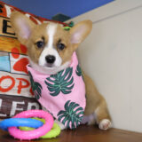 Zoe Pembroke Welsh Corgi 02