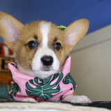 Zoe Pembroke Welsh Corgi 03