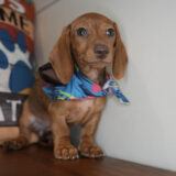 Becky Miniature Dachshund 01