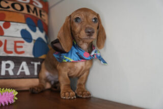 Becky Miniature Dachshund 01