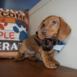 Becky Miniature Dachshund 03