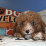 Bell Miniature Goldendoodle 01