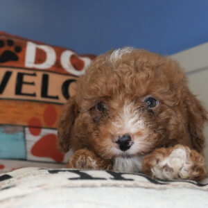 Bell Miniature Goldendoodle 01