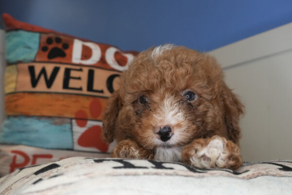 Bell Miniature Goldendoodle 01