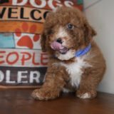 Bell Miniature Goldendoodle 02