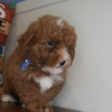 Bell Miniature Goldendoodle 04