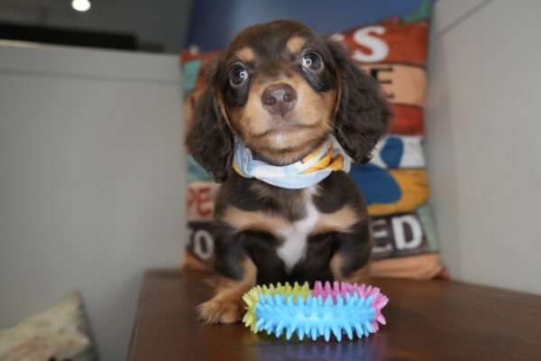 Brisket Miniature Dachshund 01