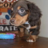 Brisket Miniature Dachshund 02