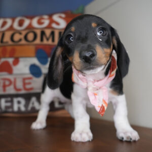 Chai Miniature Dachshund 01