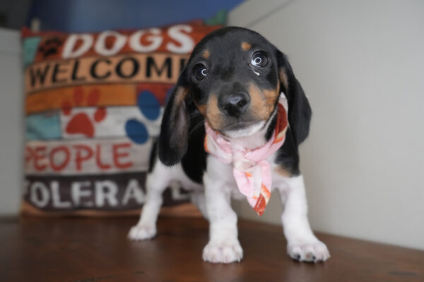 Chai Miniature Dachshund 01